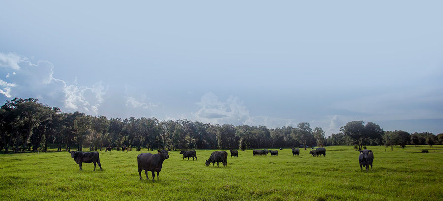Fort McCoy Ranch