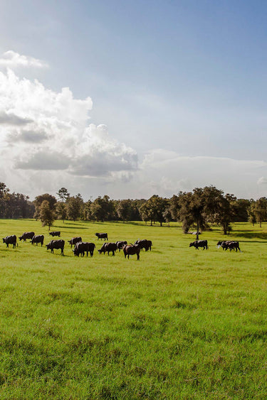 Fort McCoy Ranch