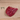 Filet Mignon (Tenderloin)