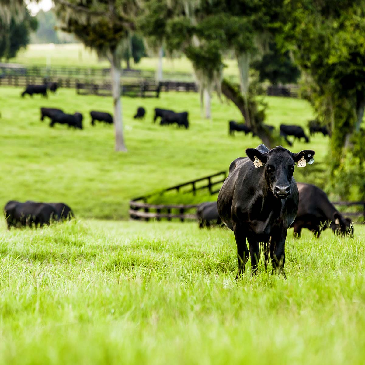 Adena Farms and Florida Natural Beef have officially come together under one name: Fort McCoy Ranch.